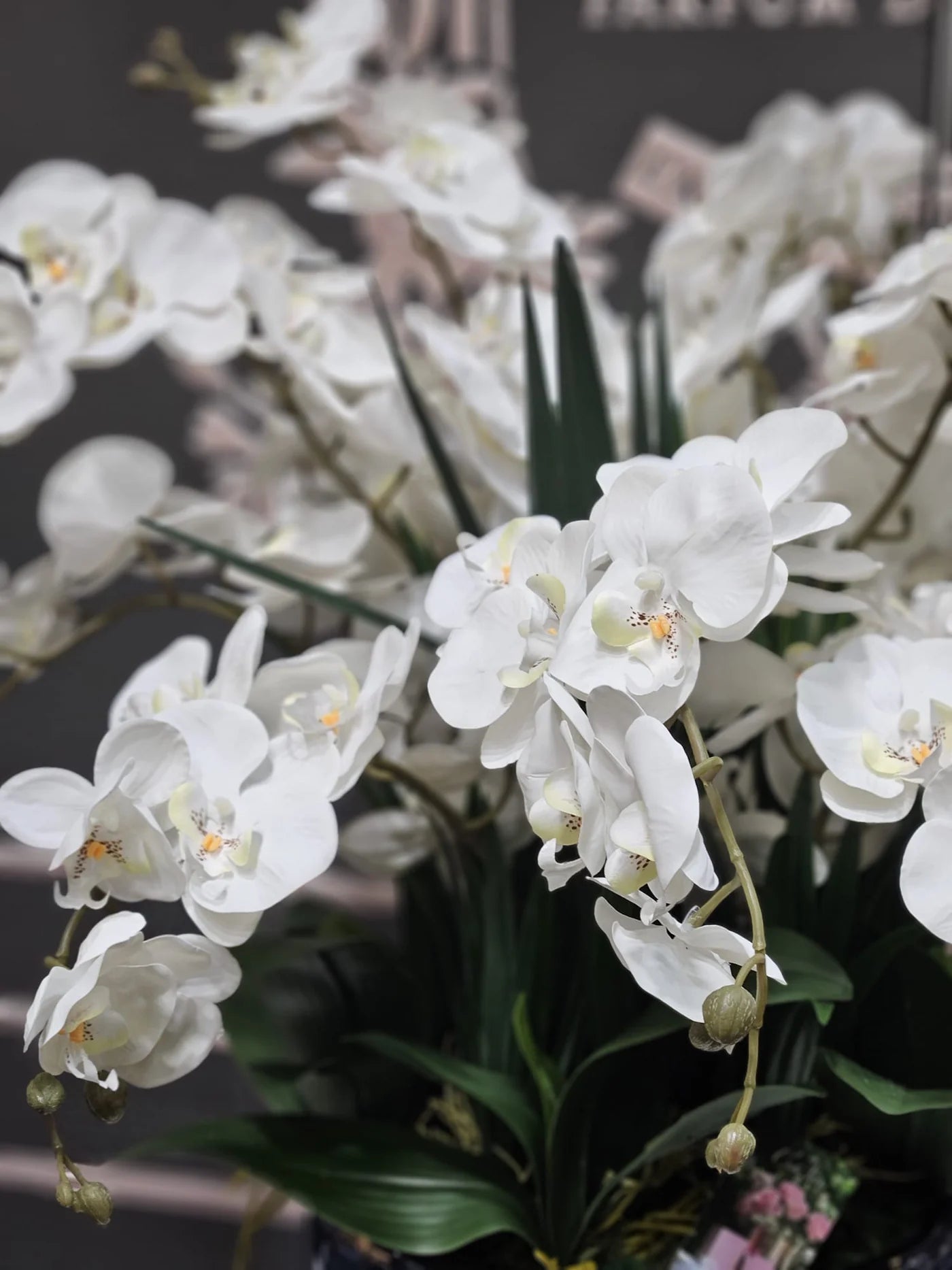 Luxury Giant Orchid Bouquet - Ceramic Pot - Ivory White