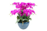 Luxury Giant Orchid Bouquet - Ceramic Pot - Fuchsia