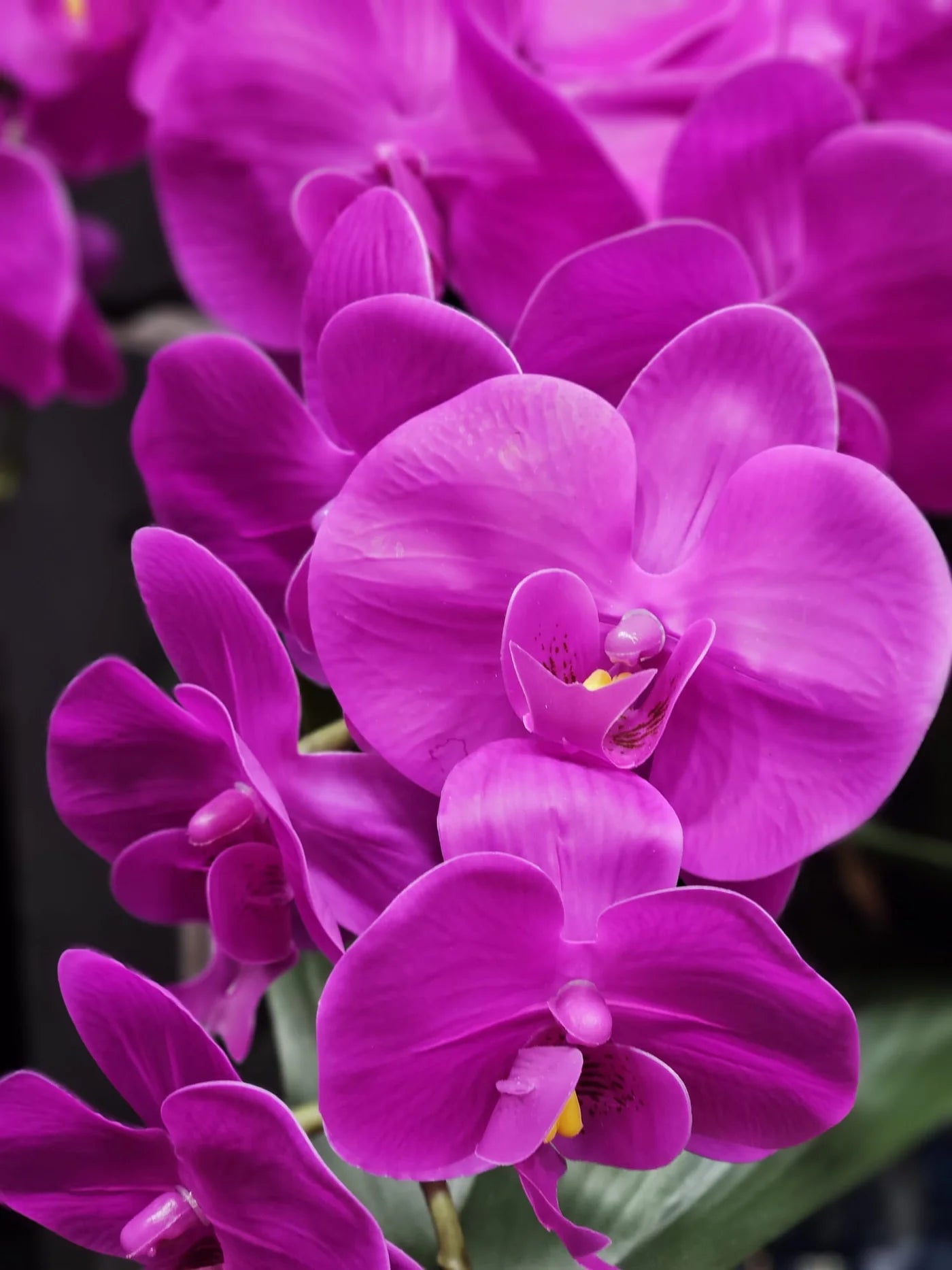 Scented Centerpiece Orchid Bouquet - Fushia