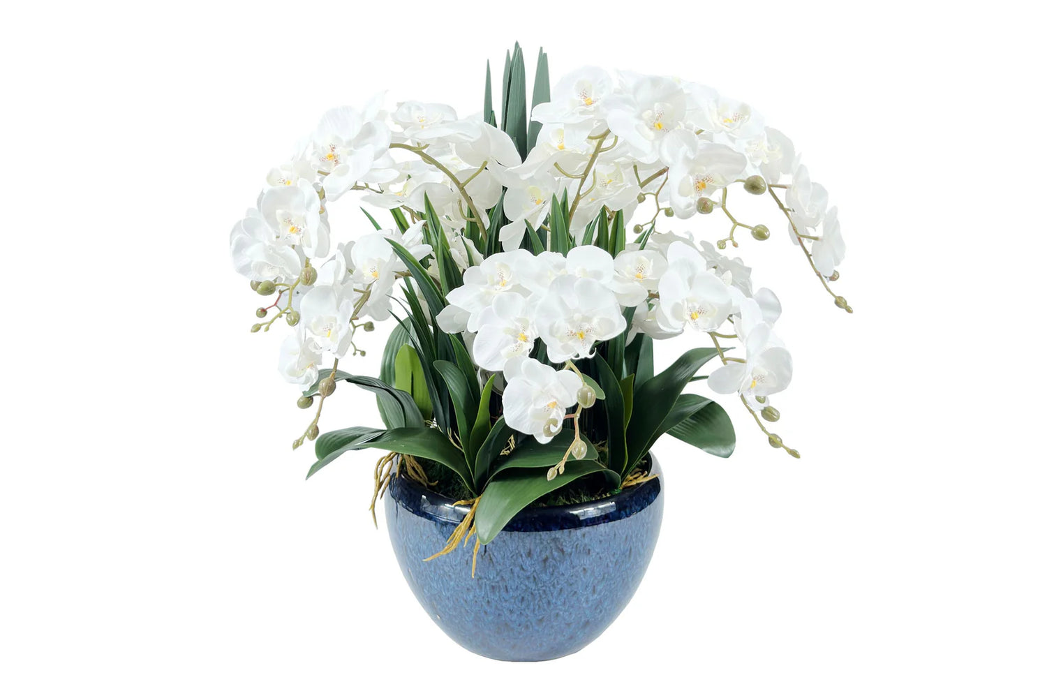 Luxury Giant Orchid Bouquet - Ceramic Pot - Ivory White
