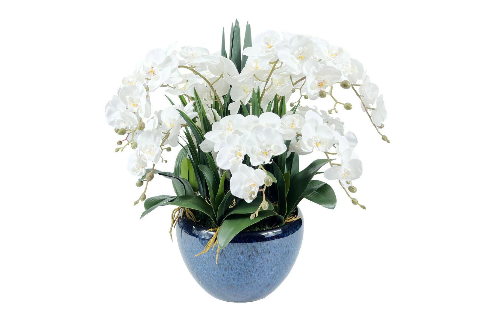 Luxury Giant Orchid Bouquet - Ceramic Pot - Ivory White