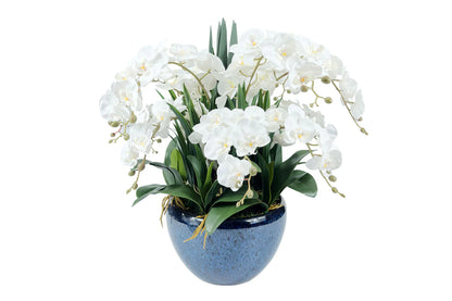 Luxury Giant Orchid Bouquet - Ceramic Pot - Ivory White