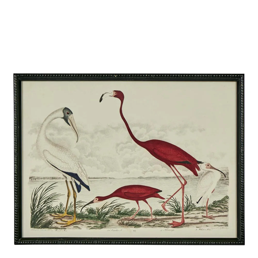 Graceful Cranes